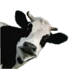 🐄